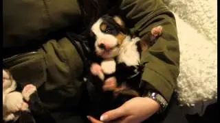 Nestje Berner Sennen pups van 3 weken