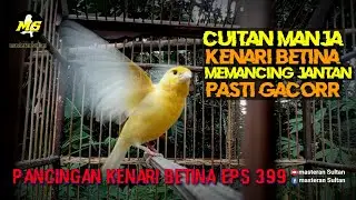 PANCINGAN KENARI BETINA MEMANGGIL JANTAN EPS 399 #pancingankenaribetina #masteran #kicaumania 