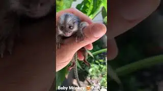 Baby Monkey Up Close Look 🐒💕 Part 2