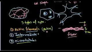 Cytoskeleton function