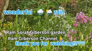 July 1, 2025, first rain 🌧 ,Ram Sorat Giberson garden, Ram Giberson Channel 🙏.