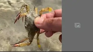 Cari kepiting