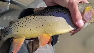 Yellowstone Cutthroat Trout #2, Shoshone National Forest, Wyoming, Fall 2021