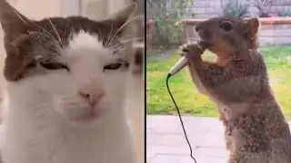 If Animals Could Talk - KLR Compilation - Ep. 1