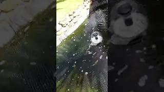 Bubbles on surface means get your organic levels tested