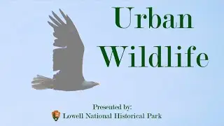 Urban Wildlife in Lowell