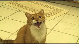c a t
