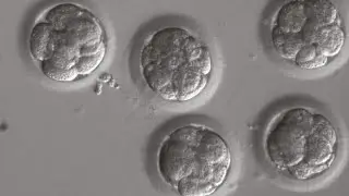Accuracy of genetic-editing methods questioned
