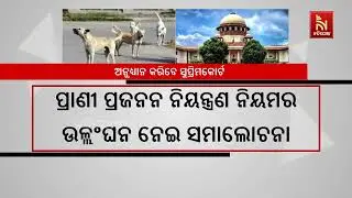 Mass Sterilization of Stray Dogs in Delhi NCR: Chief Justice of India Says Will Look Into SC Order