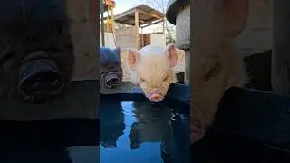 Mi rancho #farming #animals #rancho #vida #simple #life #fyp #love #food #farmer #piggy #baby #short