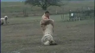 Komondor &ouml;szt&ouml;npr&oacute;ba: H&iacute;dv&eacute;gi &Aacute;ron