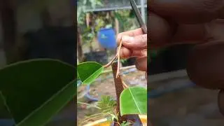 Easy Grafting Fruit tree | Durian grafting Techniques #gardeningfruit #graftingtechniques #relaxing