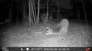 01/02/26 Backyard Trail Cam