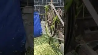 Making corn silage for goat | food for goats #shorts