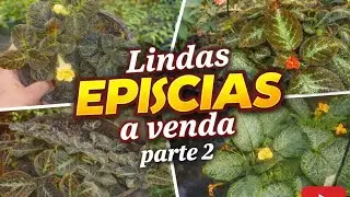 #LINDAS ESPECIES DE EPISCIAS  A VENDA