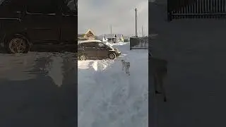 Рено Сценик rx4, полный привод, Renault scenic rx4,awd