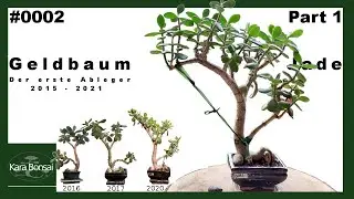 #0002 Teil 1: #Bonsai Geldbaum kleiner Erster | Repotting | Cutting | 2015-2021 | Kara Bonsai