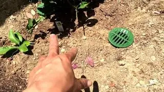 Plant Citrus with Deep Root Watering for Explosive Growth