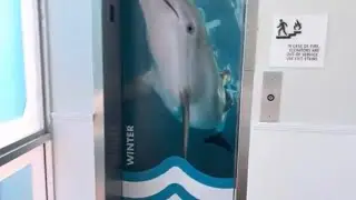 &ldquo;Under The Sea&rdquo; General Hydraulic Elevator @ The Winter The Dolphin&rsquo;s Beach Club-Clearwater Beach FL