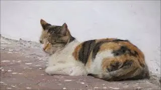 Ja mam kota, kot ma mnie...