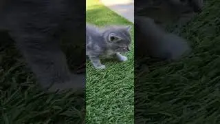 Kittens Playing Outside For The First Time #farm #farm #animals #cat #kitten