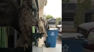 Swainsons Hawk Release 10-30-2025