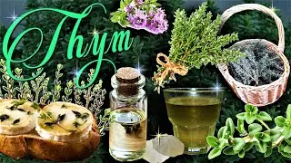 🌿Le thym commun, une aromatique aux puissants bienfaits anti-infectieux !