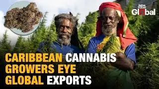 Caribbean Cannabis Boom: Antigua & Jamaica Eye U.S. Exports After Trump Reclassification Order