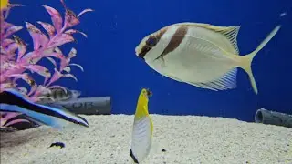 Two-barred Rabbit Fish & Threadfin Butterfly Fish (Big Al's) - Relaxing Afrobeat Music