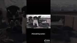Yazıkya İneye