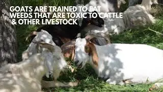 Target Browsing by Goats
