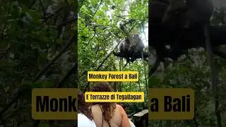 Monkey Forest🐵 e Tegallagan Rice Terrace📌 Bali  #daviddmasia #monkeyforest #tegallagan #davidd