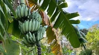 How Planting 400 Bananas Into A Multi-species Food Forest Is So Beneficial - 12/23/23
