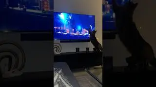 Cat fighting with Dinosaurs#cats#catlovers#funny#cat #viralvideo#jurrasicpark#dinosaur#animals