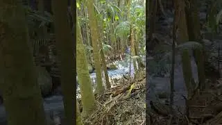 #curtisfall #mounttamborine