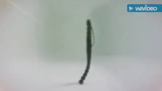 BioSpawn underwater action
