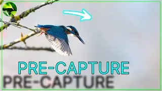 PRE CAPTURE Einstellung an der Sony A7V, A9III, A1 II erkl&auml;rt 🦅