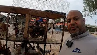 جولة في حراج الطيور والدواجن في جدة