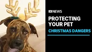 Pet owners warned over festive food risks this Christmas | ABC News