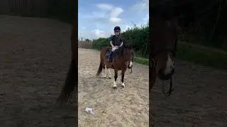 Bentley vs Shetland, which would you choose? 😏 #bentleyparody #shetlandpony #pony #equestrian