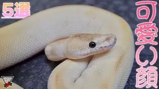 【悶絶注意】顔が可愛いモルフ特集【ボールパイソン】#爬虫類　#浜松