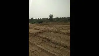 filly Ratnavti race Ratnakar line 2 teeth