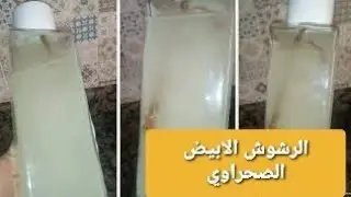 كيف تحضر العطر الصحراوي بأقل تكلفة وفي وقت وجيز  المعروف  بالرشوش الأبيض الصحراوي