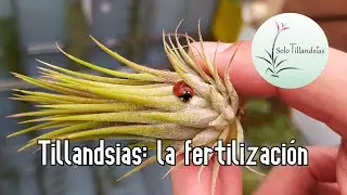Tillandsias: La fertilización