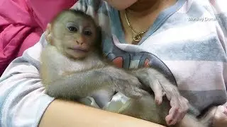 Monkey Baby Donal Face So Sleepy And Get Adorable From Mom