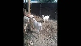 Teddy Goats