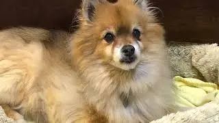 Cute Pomeranian dog doesn’t want to get up in the morning!  So cute!
