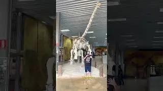 UBERABATITAN - DINOSSAURO BRASILEIRO #shorts
