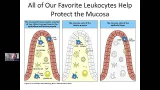 Immunology Microbiome & Mucosal Immunity. Milton Greenberg, Ph.D.