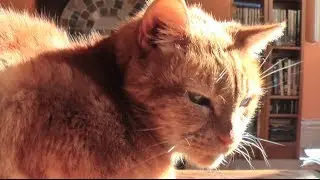 Sparky the Amazing Dancing Cat